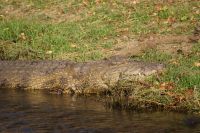 234 Krokodil Chobe Fluss &ndash; &copy; Susanne Schirmann (Eberhardt TRAVEL)
