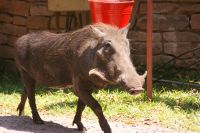 267 Warzenschwein Victoria Falls &ndash; &copy; Susanne Schirmann (Eberhardt TRAVEL)