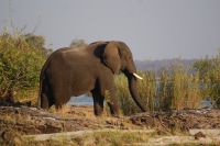 271 Elefanten am Azambezi &ndash; &copy; Susanne Schirmann (Eberhardt TRAVEL)