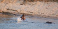 272 Hippos am Azambezi &ndash; &copy; Susanne Schirmann (Eberhardt TRAVEL)