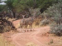 Mount Etjo Safari Lodge: Kudus &ndash; &copy; Sinah Witzig (Eberhardt TRAVEL)