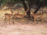 Mount Etjo Safari Lodge: Impalas &ndash; &copy; Sinah Witzig (Eberhardt TRAVEL)