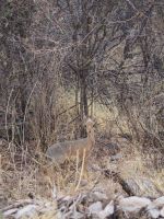 Mount Etjo Safari Lodge: Dikdik &ndash; &copy; Sinah Witzig (Eberhardt TRAVEL)