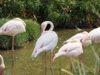 Mount Etjo Safari Lodge: Flamingos &ndash; &copy; Sinah Witzig (Eberhardt TRAVEL)