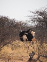 Mount Etjo Safari Lodge: Strauß &ndash; &copy; Sinah Witzig (Eberhardt TRAVEL)