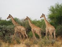 Mount Etjo Safari Lodge: Giraffen &ndash; &copy; Sinah Witzig (Eberhardt TRAVEL)