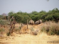 Mount Etjo Safari Lodge: Breitmaulnashörner &ndash; &copy; Sinah Witzig (Eberhardt TRAVEL)