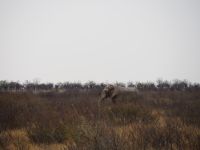 Etosha Nationalpark: Elefant &ndash; &copy; Sinah Witzig (Eberhardt TRAVEL)