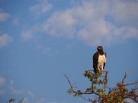 Etosha Nationalpark: Kampfadler &ndash; &copy; Sinah Witzig (Eberhardt TRAVEL)