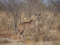 Etosha Nationalpark: Kudu &ndash; &copy; Sinah Witzig (Eberhardt TRAVEL)