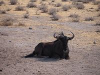 Etosha Nationalpark: Gnu &ndash; &copy; Sinah Witzig (Eberhardt TRAVEL)