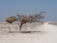 Etosha Nationalpark: Akazie mit Webernestern &ndash; &copy; Sinah Witzig (Eberhardt TRAVEL)