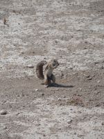Etosha Nationalpark: Erdhörnchen &ndash; &copy; Sinah Witzig (Eberhardt TRAVEL)