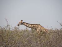 Etosha Nationalpark: Giraffe &ndash; &copy; Sinah Witzig (Eberhardt TRAVEL)