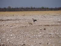 Etosha Nationalpark: Schakal und Sekretärvogel &ndash; &copy; Sinah Witzig (Eberhardt TRAVEL)