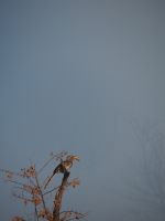 Etosha Nationalpark: Gelbschnabeltoko &ndash; &copy; Sinah Witzig (Eberhardt TRAVEL)