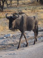 Etosha Nationalpark: Gnu &ndash; &copy; Sinah Witzig (Eberhardt TRAVEL)