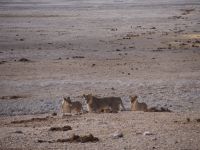 Etosha Nationalpark: Löwen &ndash; &copy; Sinah Witzig (Eberhardt TRAVEL)