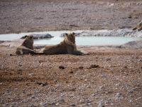 Etosha Nationalpark: Löwen am Wasserloch &ndash; &copy; Sinah Witzig (Eberhardt TRAVEL)