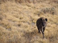 Etosha Nationalpark: Tüpfelhyäne &ndash; &copy; Sinah Witzig (Eberhardt TRAVEL)