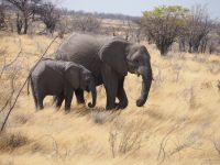 Etosha Nationalpark: Elefanten &ndash; &copy; Sinah Witzig (Eberhardt TRAVEL)