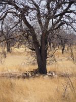 Etosha Nationalpark: Löwen &ndash; &copy; Sinah Witzig (Eberhardt TRAVEL)