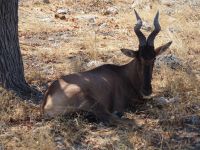 Etosha Nationalpark: Kuhantilope &ndash; &copy; Sinah Witzig (Eberhardt TRAVEL)