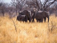 Etosha Nationalpark: Elefanten &ndash; &copy; Sinah Witzig (Eberhardt TRAVEL)