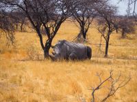 Etosha Nationalpark: Breitmaulnashorn &ndash; &copy; Sinah Witzig (Eberhardt TRAVEL)