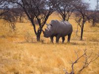 Etosha Nationalpark: Breitmaulnashorn &ndash; &copy; Sinah Witzig (Eberhardt TRAVEL)