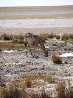 Etosha Nationalpark: Giraffe am Wasserloch &ndash; &copy; Sinah Witzig (Eberhardt TRAVEL)