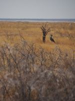Etosha Nationalpark: Riesentrappe beim Balzritual &ndash; &copy; Sinah Witzig (Eberhardt TRAVEL)