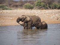 Etosha Nationalpark: Elefanten &ndash; &copy; Sinah Witzig (Eberhardt TRAVEL)