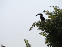 Bwabwata Nationalpark: Toko beim Nestbau &ndash; &copy; Sinah Witzig (Eberhardt TRAVEL)