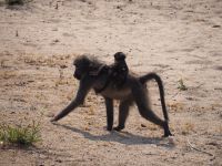Bwabwata Nationalpark: Paviane &ndash; &copy; Sinah Witzig (Eberhardt TRAVEL)