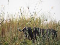 Bwabwata Nationalpark: Büffel &ndash; &copy; Sinah Witzig (Eberhardt TRAVEL)