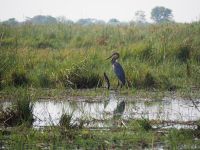 Bwabwata Nationalpark: Riesenreiher &ndash; &copy; Sinah Witzig (Eberhardt TRAVEL)