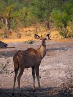 Bwabwata Nationalpark: Kudu &ndash; &copy; Sinah Witzig (Eberhardt TRAVEL)