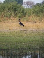Bwabwata Nationalpark: Marabu &ndash; &copy; Sinah Witzig (Eberhardt TRAVEL)
