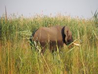 Elefant am Kwando &ndash; &copy; Sinah Witzig (Eberhardt TRAVEL)