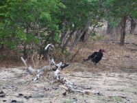 Chobe Nationalpark: Hornrabe &ndash; &copy; Sinah Witzig (Eberhardt TRAVEL)