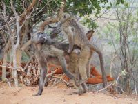 Chobe Nationalpark: Paviane &ndash; &copy; Sinah Witzig (Eberhardt TRAVEL)