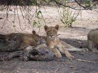 Chobe Nationalpark: Löwen &ndash; &copy; Sinah Witzig (Eberhardt TRAVEL)