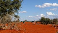00003 Namibia - Kalahari - Marabu &ndash; &copy; Annett Müller (Eberhardt TRAVEL)