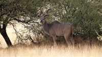 00010 Namibia - Kalahari - Kudu &ndash; &copy; Annett Müller (Eberhardt TRAVEL)