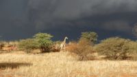 00013 Namibia - Kalahari - Giraffe &ndash; &copy; Annett Müller (Eberhardt TRAVEL)