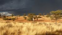 00016 Namibia - Kalahari - Nature Drive &ndash; &copy; Annett Müller (Eberhardt TRAVEL)