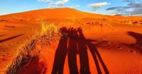 00116 Namibia - Schattenspiele in der Wüste