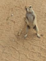 00152 Namibia - Zaungast in Solitaire &ndash; &copy; Annett Müller (Eberhardt TRAVEL)