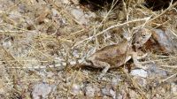 00202 Namibia - Agame oder Gecko? &ndash; &copy; Annett Müller (Eberhardt TRAVEL)